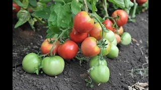 Описание и характеристика сорта томат Пронус