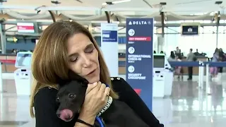 Dog lost at Atlanta airport picked up, finally flying home to reunite with owner