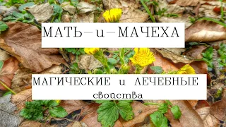 Мать и мачеха трава лечебные свойства/Магические свойства мать-и-мачехи