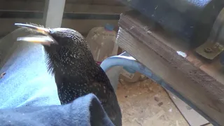 Pet European Starling Talking