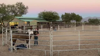 Mark Training Step 4. Send your horse to the tarp! Final step.