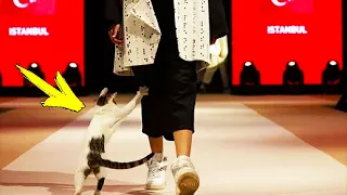 A cat invades the runway of a fashion show and something incredible happens!