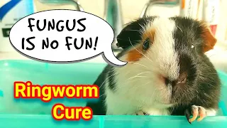 Ringworm Treatment & Cure