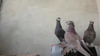 Двухчубые Голуби Кептерлер Pigeons Каптар