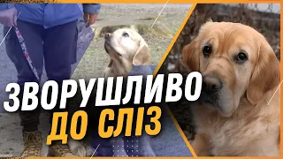 💔 НЕЙМОВІРНА ІСТОРІЯ тривалістю у ДВА РОКИ! Як собака-поводир Плюша повернулась до свого господаря