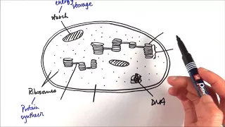 A2 Biology - Chloroplast structure (OCR A Chapter 17.3)