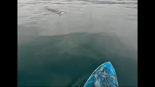Epic Fin Whale Paddle in Laguna