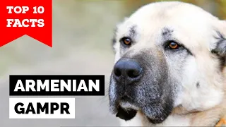 Armenian Gampr Dog - TOP 10 FACTS