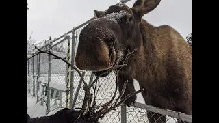 Keeping Up with the Alaska Zoo: Moose Training Day