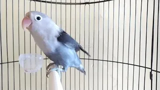 Sekali putar PANCINGAN ini lovebird mu di jamin gak mau diam.pancingan lobet paling BERISIK