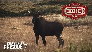 THE ISLAND OF MOOSE MANIA - Archer’s Choice (Full Episode)  // S12: Episode 7