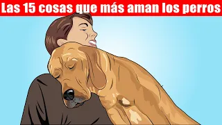 Las 15 cosas que más aman los perros