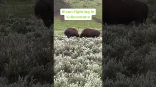 Yellowstone national Park: Watching Bison Fight An Epic Adventure