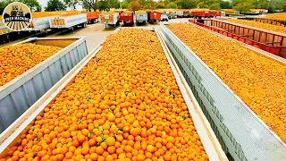The Most Modern Agriculture Machines That Are At Another Level, How To Harvest Orange In Farm