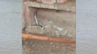 Snake Attacks Pigeons Nest|| the wild human saves bird from snake attack