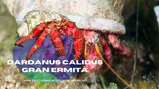 Dardanus calidus | Gran ermità