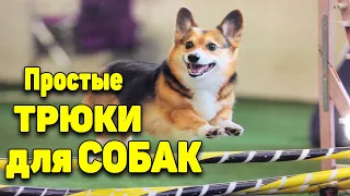 5 Простых Трюков Способы как дрессировать Собаку Дома