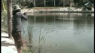 Giant siamese carp