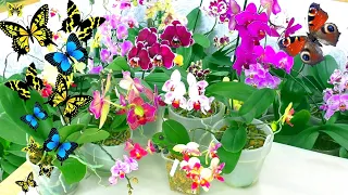 Blooming Butterflies - Orchids, opened their wings in my collection of Orchids 😊.