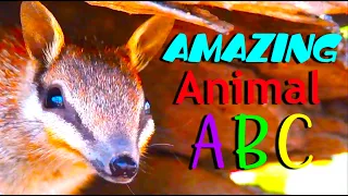 AMAZING ANIMAL ABC | phonic song | kids Animals Alphabet