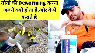 Deworming Tips Of Birds and Parrots / How to Deworming Birds and Parrots Tips.|Budgies dewarming med