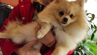 Get Ready to Be Amazed: Pomeranian Spitz Puppy's First Grooming Experience