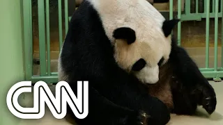 Funcionários de zoológico vibram com nascimento de pandas na França #Shorts