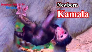 Newborn Monkey Kamala is Heartwarming Hug mother grab milk