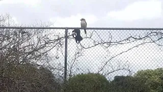 Kookaburra bird stole my bra!!!