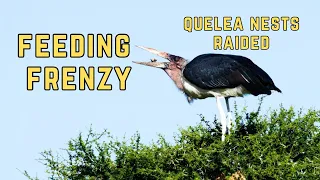 Must watch : Feeding frenzy on Red-billed Queleas #birds #birdspecies #birding #birdingcommunity