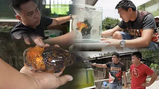 FV VLOG #119:  Vitsen for Goldfish Grooming