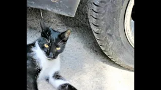 Crushing Crunchy & Soft Things by Car! EXPERIMENT- CAR vs CAT!!! ASMR