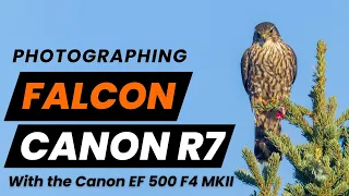 Bird Photography with the Canon R7 and 1.4x Teleconverter - The Merlin Falcon.