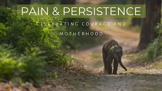 Pain and Persistence| Baby Elephant and his mother's struggle to survive| Corbett National Park