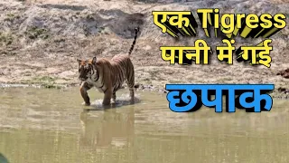 Tigress Bathing At Green Lake Phato Zone Jim Corbett National Park । Phato Safari Jim Corbett Tiger