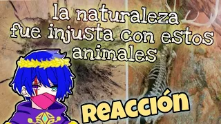 ANIMALES QUE LS NATURALEZA HA TRATADO DE MANERA INJUSTA