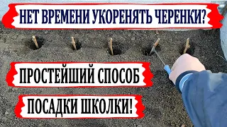 🍇 Самый ПРОСТОЙ способ из ЧЕРЕНКОВ вырастить САЖЕНЦЫ винограда. Правильная посадка ШКОЛКИ весной.