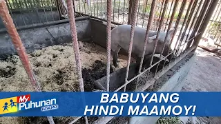 'My Puhunan: Kaya Mo!': Babuyan sa GenSan, hindi maamoy