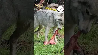 🧡Delighted! 🐺🥩Our Donated Gray Wolves Indulge in Meaty Delights on the Sanctuary Grounds! #wolfgame