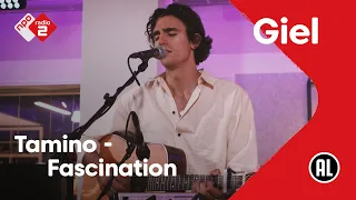 Tamino - Fascination | NPO Radio 2