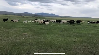 Овцы на пастбище 🐑