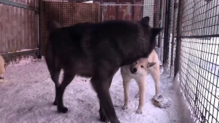Канадский волк и западно-сибирская лайка 6 месяцев, дружба Волка и собаки, северный волк