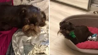 Adorable Dog Has Impressive Beard