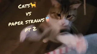 Cats Vs Paper Straws Part 2