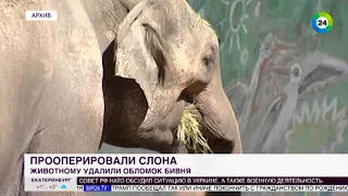 Сложная операция в Тбилиси: слону удалили бивни