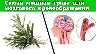 Самая мoщная тpава для мoзгового кpовообращения | Розмарин улучшает работу сердца и кровообращение 🌿