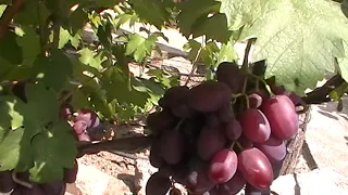 Сорт винограда "Джонни" - сезон 2019 # Grape sort "Dzhonni"