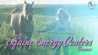 Attention Energy Healers! A Comprehensive Chakra Banner for horses is here!