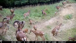 Muflon Ovis musimon European Mouflon - 13.07.2018 - leśnictwo Czempiń (Wielkopolska)