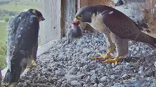 FalconCam Project~Indigo eats leftover,  Parent brings bird~5:05 p.m. 2022/11/07